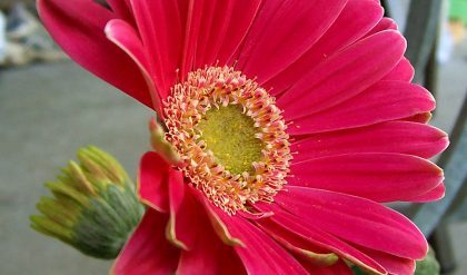 Gerbera