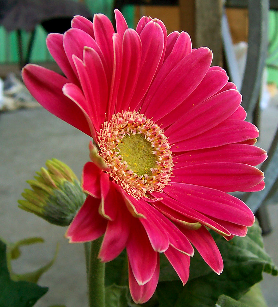 Gerbera