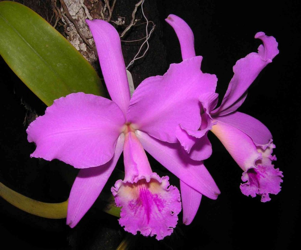 Orquídea