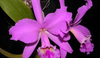 Orquídea
