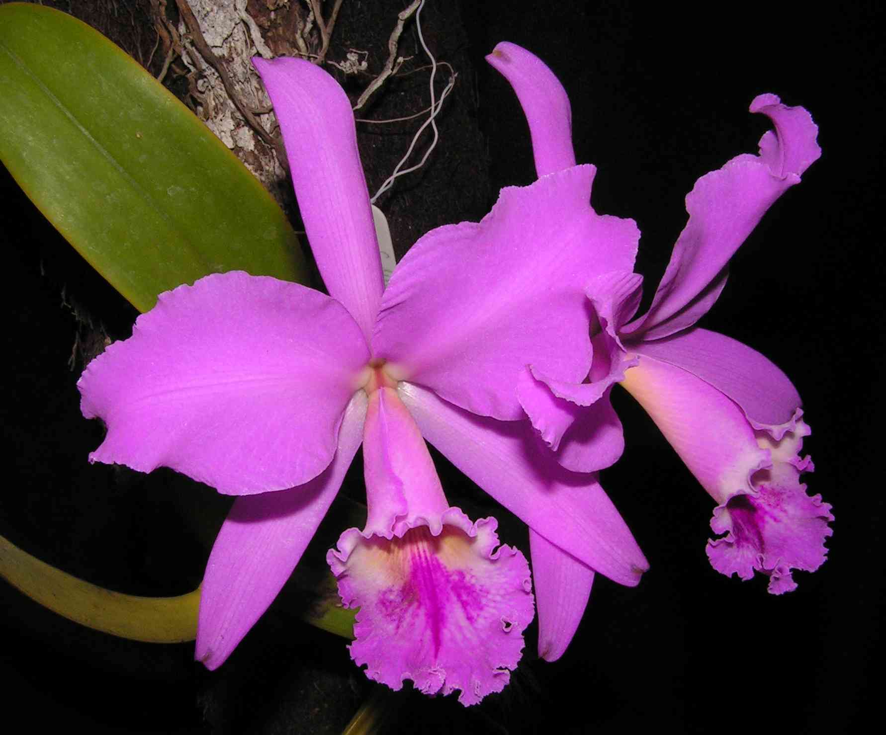 Orquídea